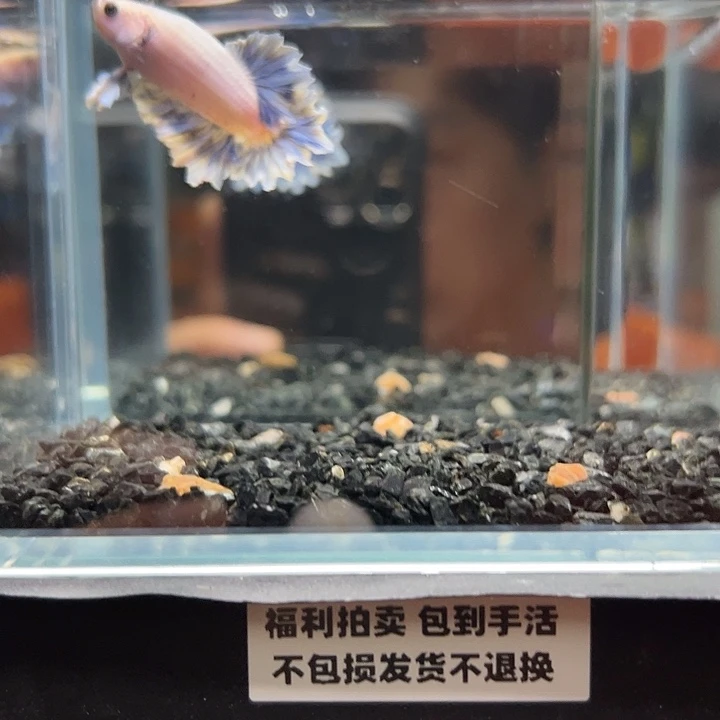 斗鱼竞拍跑单拉黑19日103