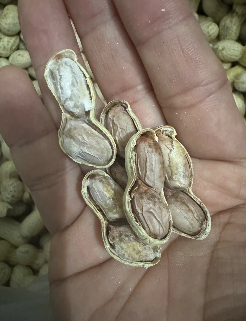 水煮花生  汕尾龙头企业采味轩本地煮花生