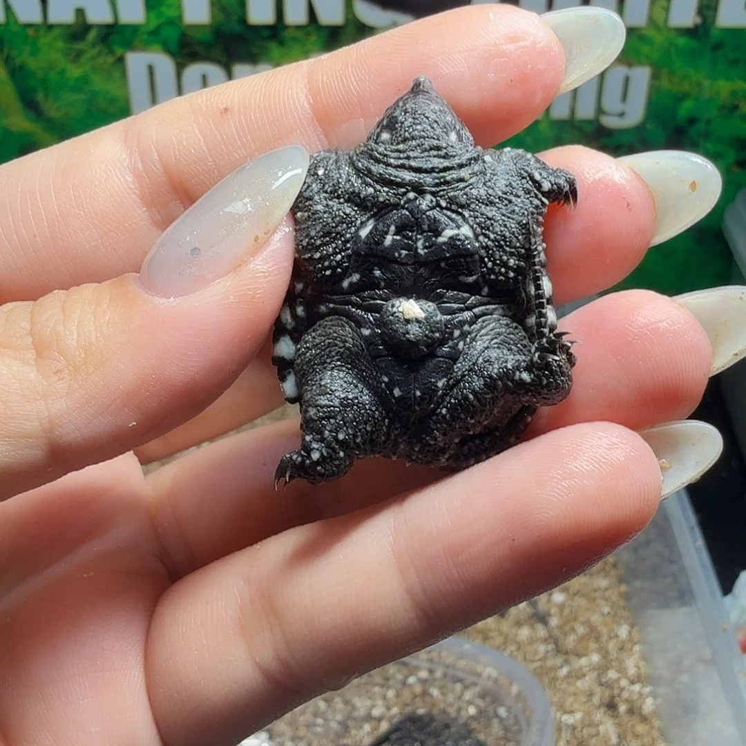 不分公母小鳄龟超级爆刺粗次福利价