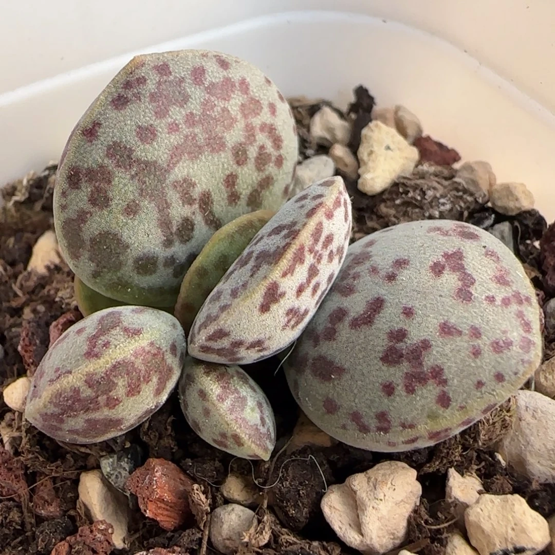 球体花蛋水泡多肉植物