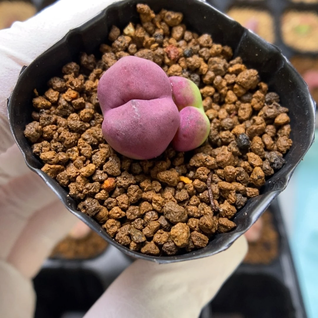 多肉植物肉锥杂交K-3379