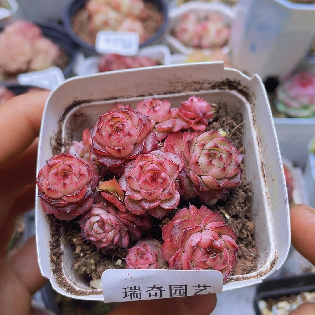 000000000000005量拍