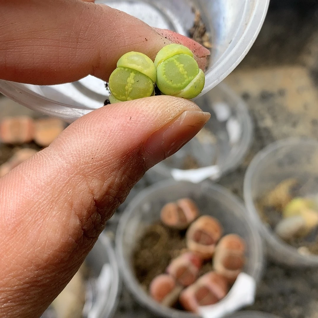 E193多肉植物保护研究所