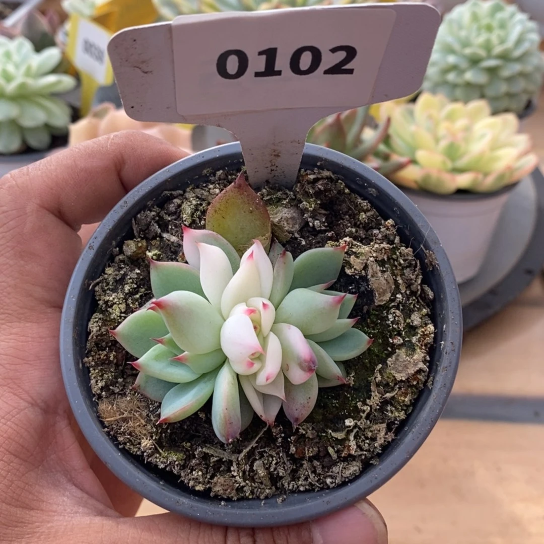 0102吉娃娃哈哈哈哈