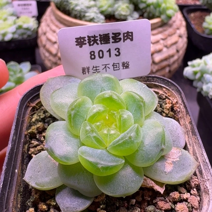 8013一物一拍5cm盆