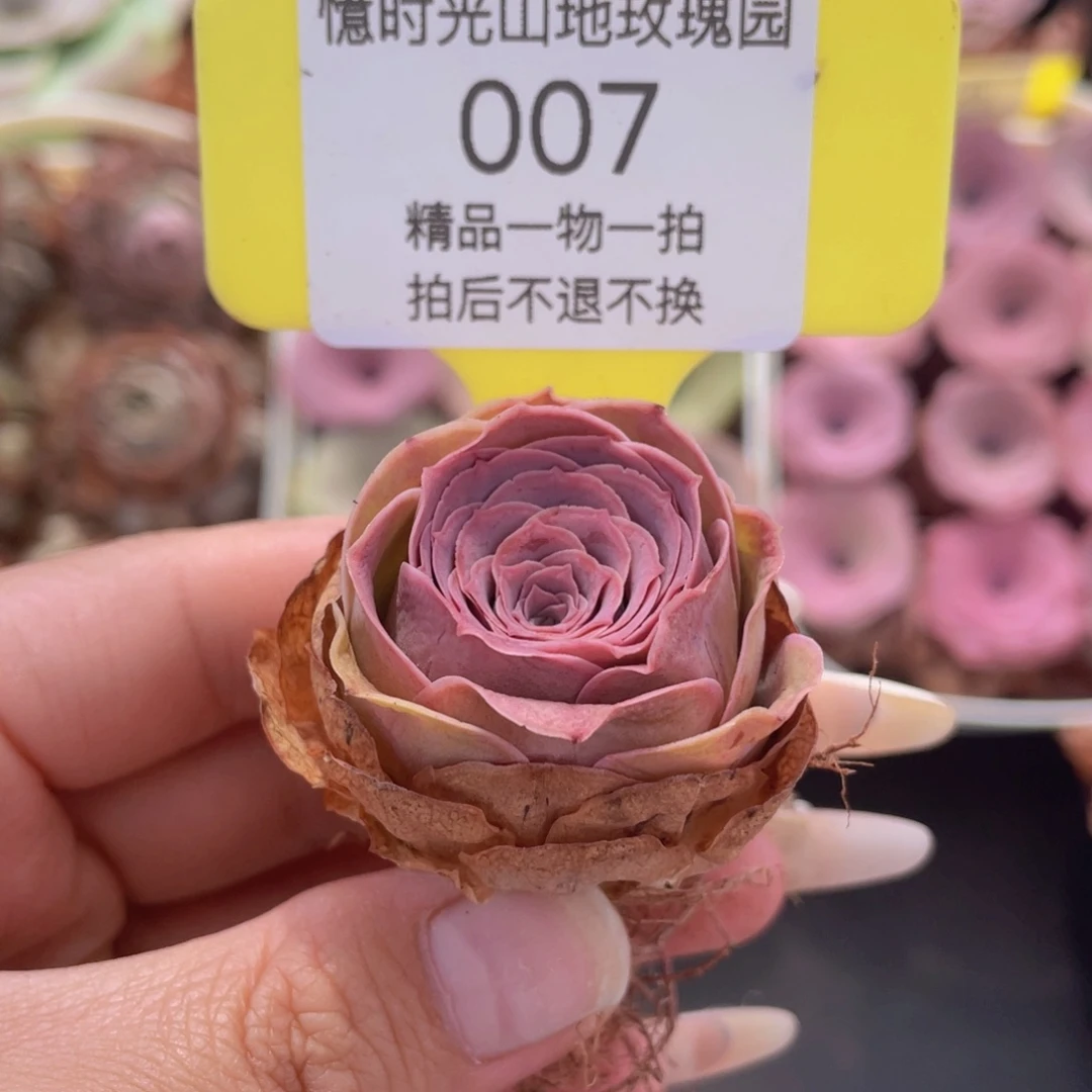 山地玫瑰007满38包邮裸根发货
