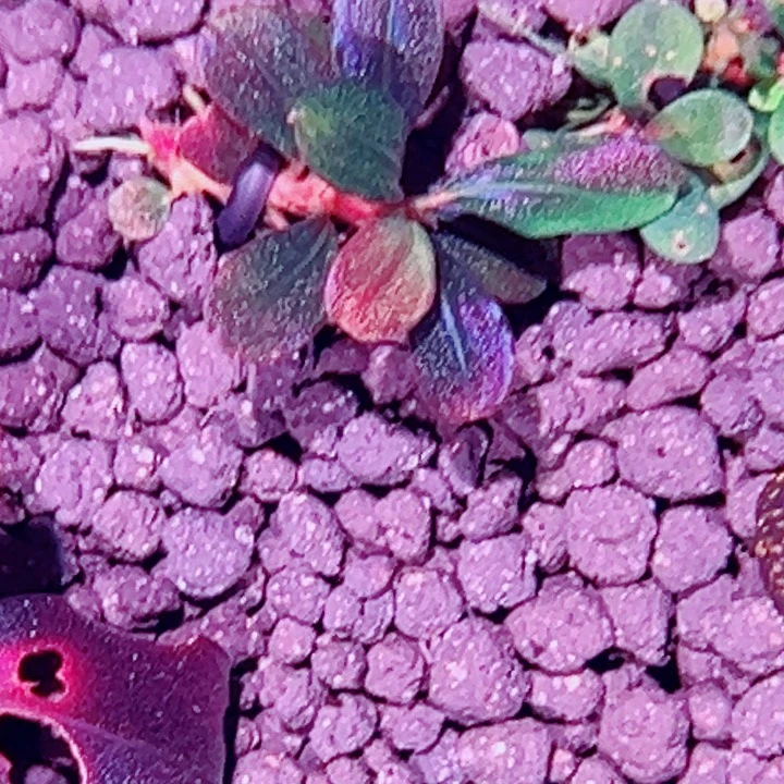 无花朵福利辣椒榕伊伊圆