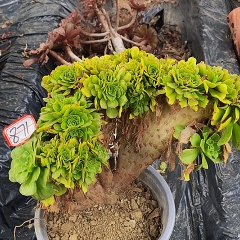 翡翠琉璃老桩缀化871号