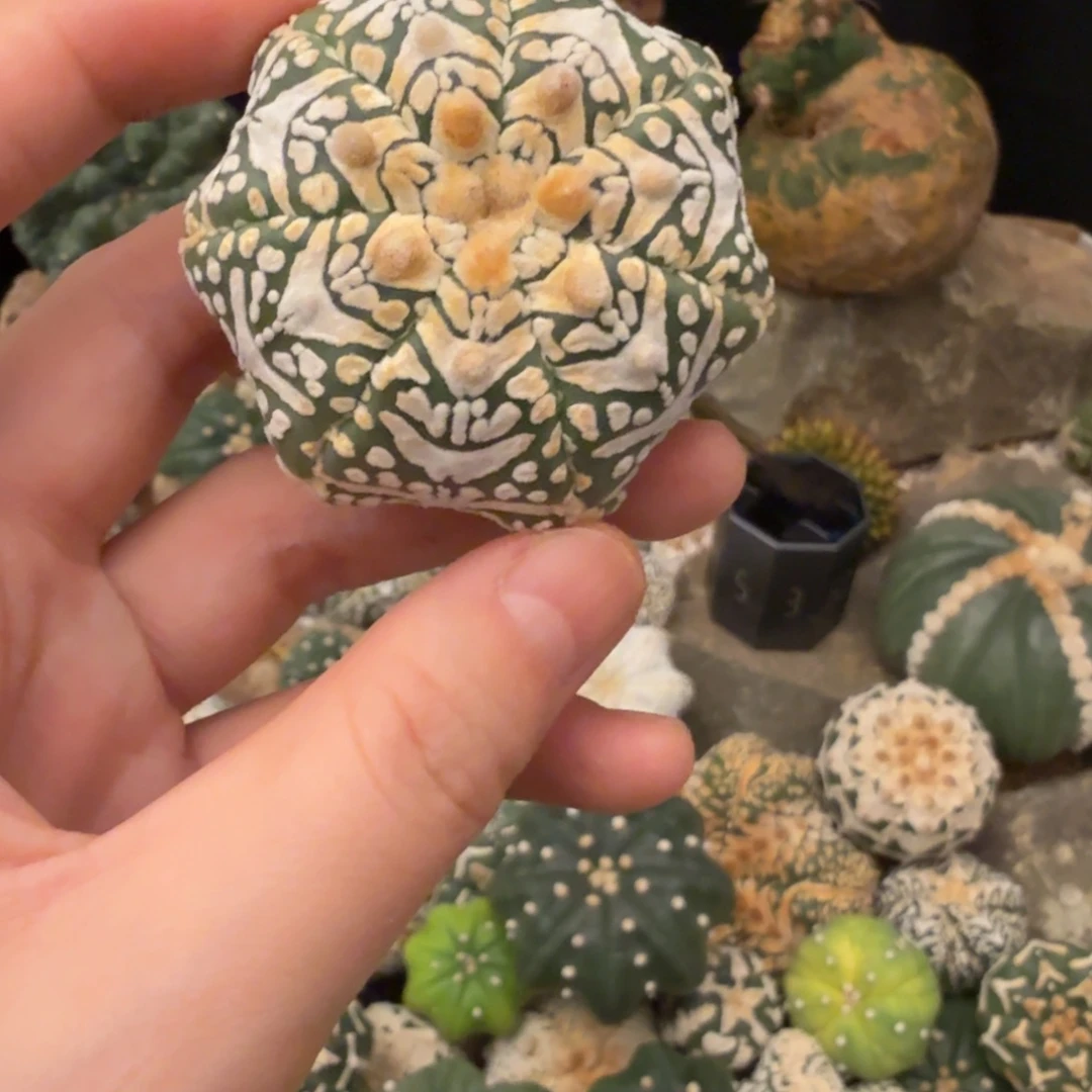 品***味v兜哈哈哈哈哈哈哈