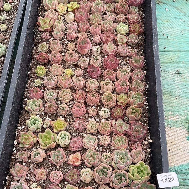 阿雅园艺。     1422一筐