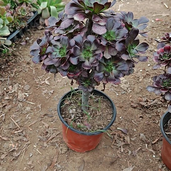 圆叶加急发货法师23