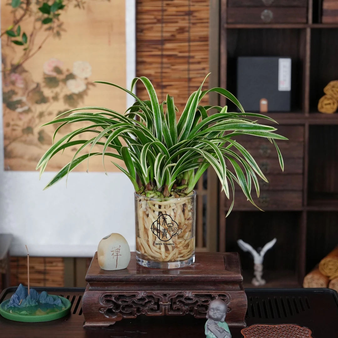 【金边兰花苗】金尊红颜 建兰矮种兰花艺草 精品兰花名贵优美铭品