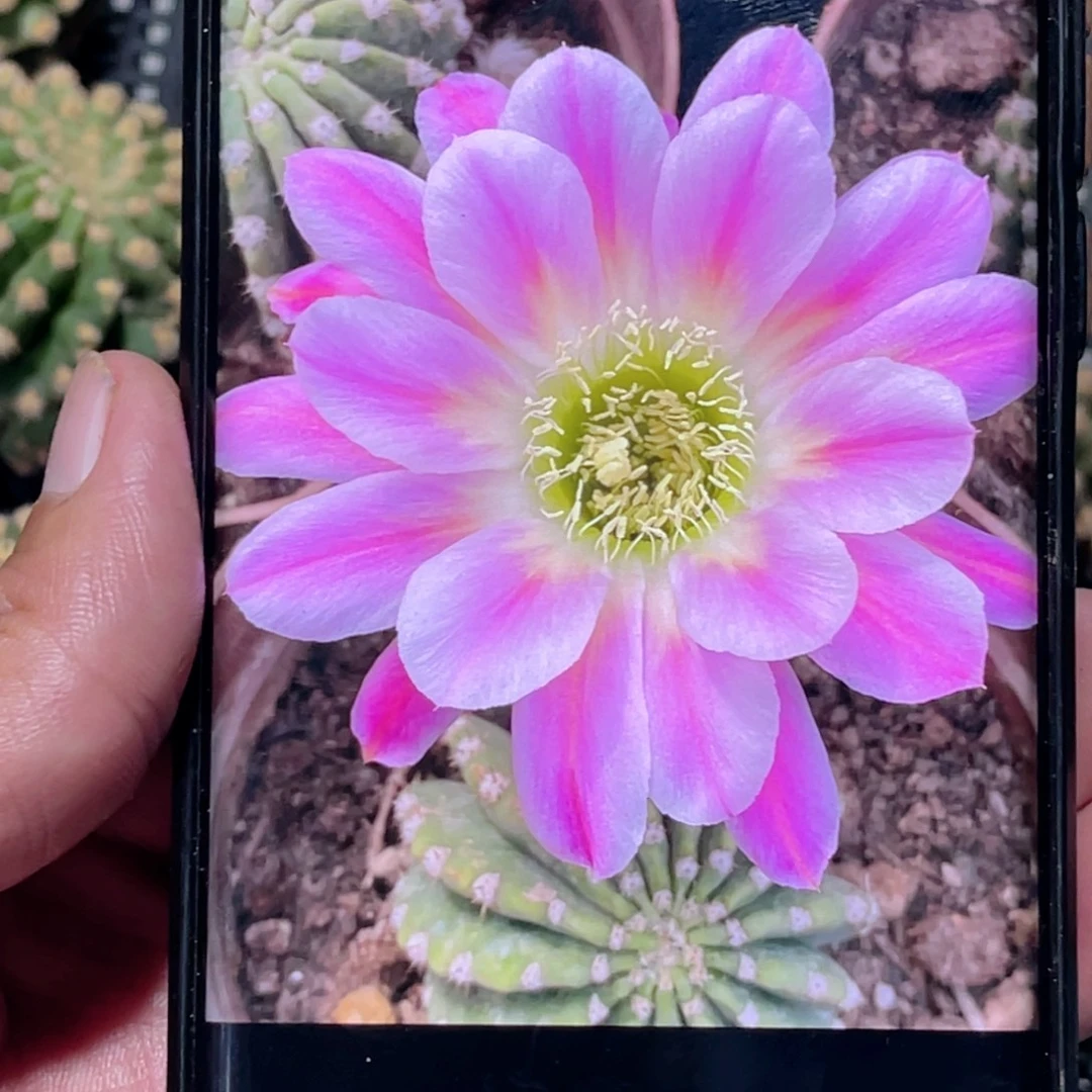 丽花 调色板侧芽 歪 满20包邮4公分