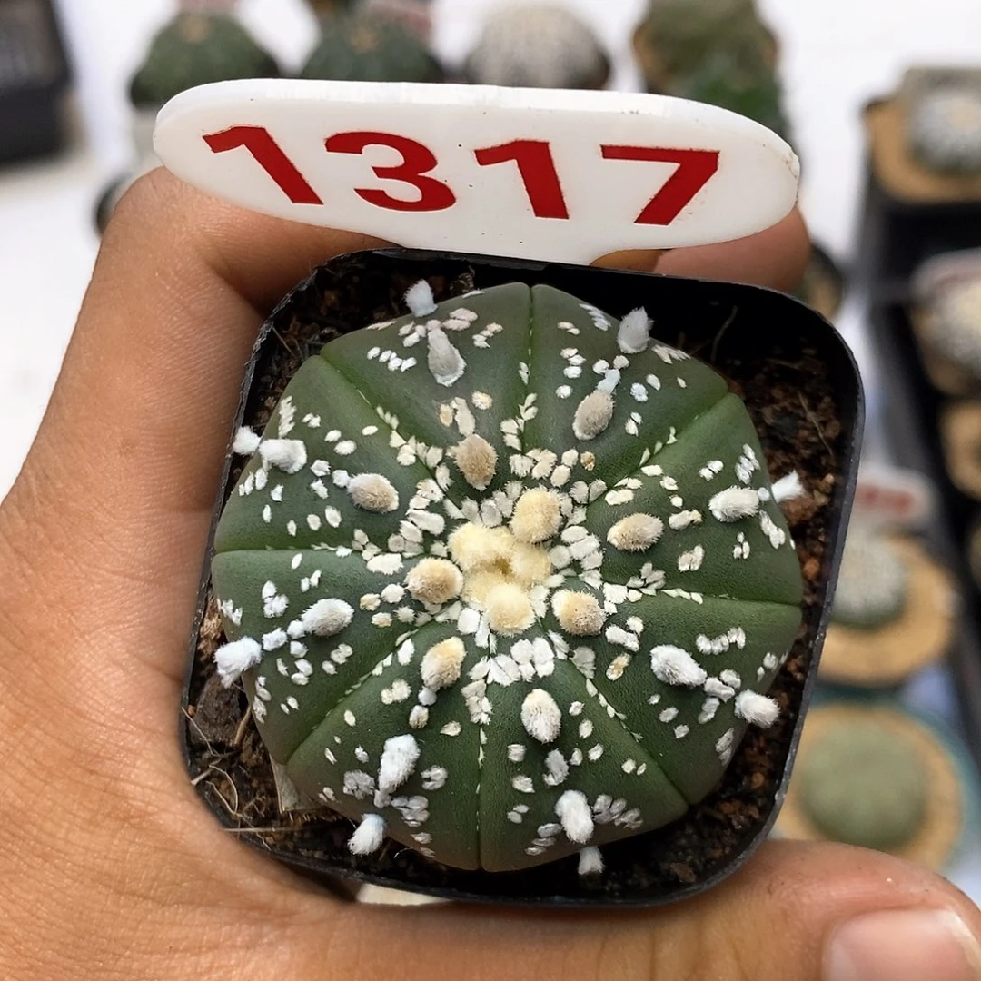 1317福利特价活动开始