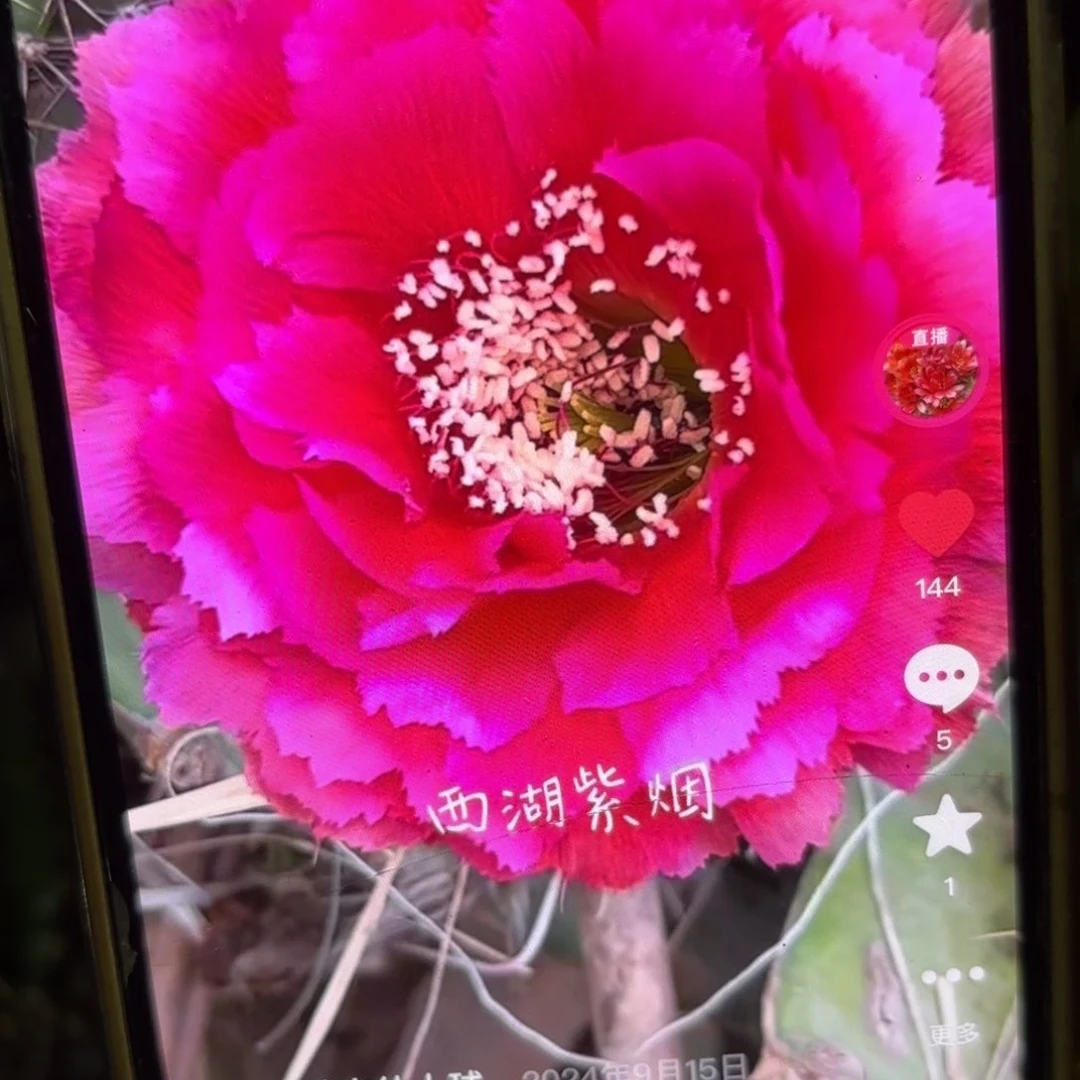 紫烟彩侧牙20包邮仙人球45