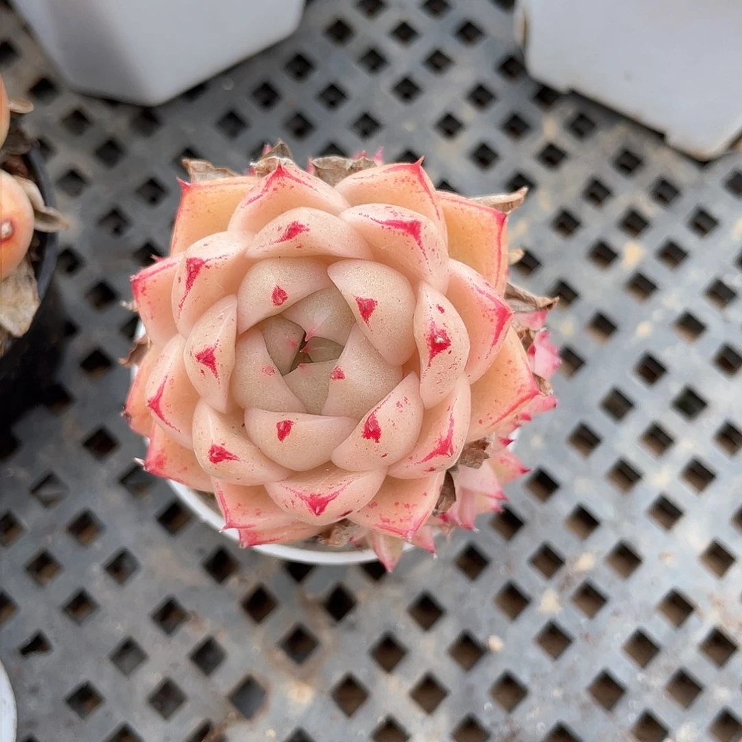 专****2优选麦秆精品962