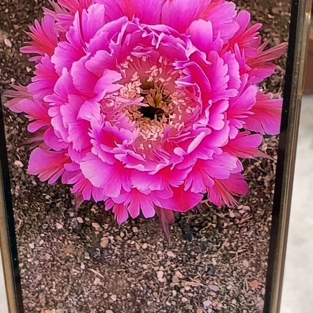 香香霸王花侧芽4公分左右瑕疵