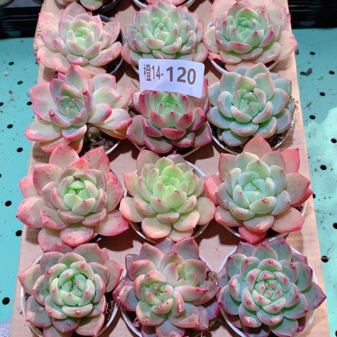 14-120一物一拍多肉带盆18颗