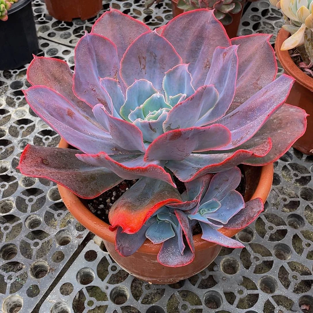 金*天空之城多肉植物群