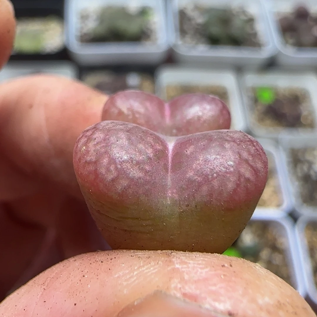 杂交漂亮多肉植物443