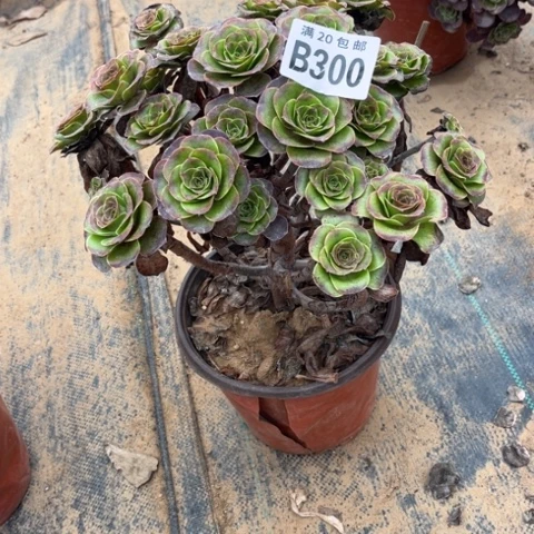 300枚金玫瑰不包断枝