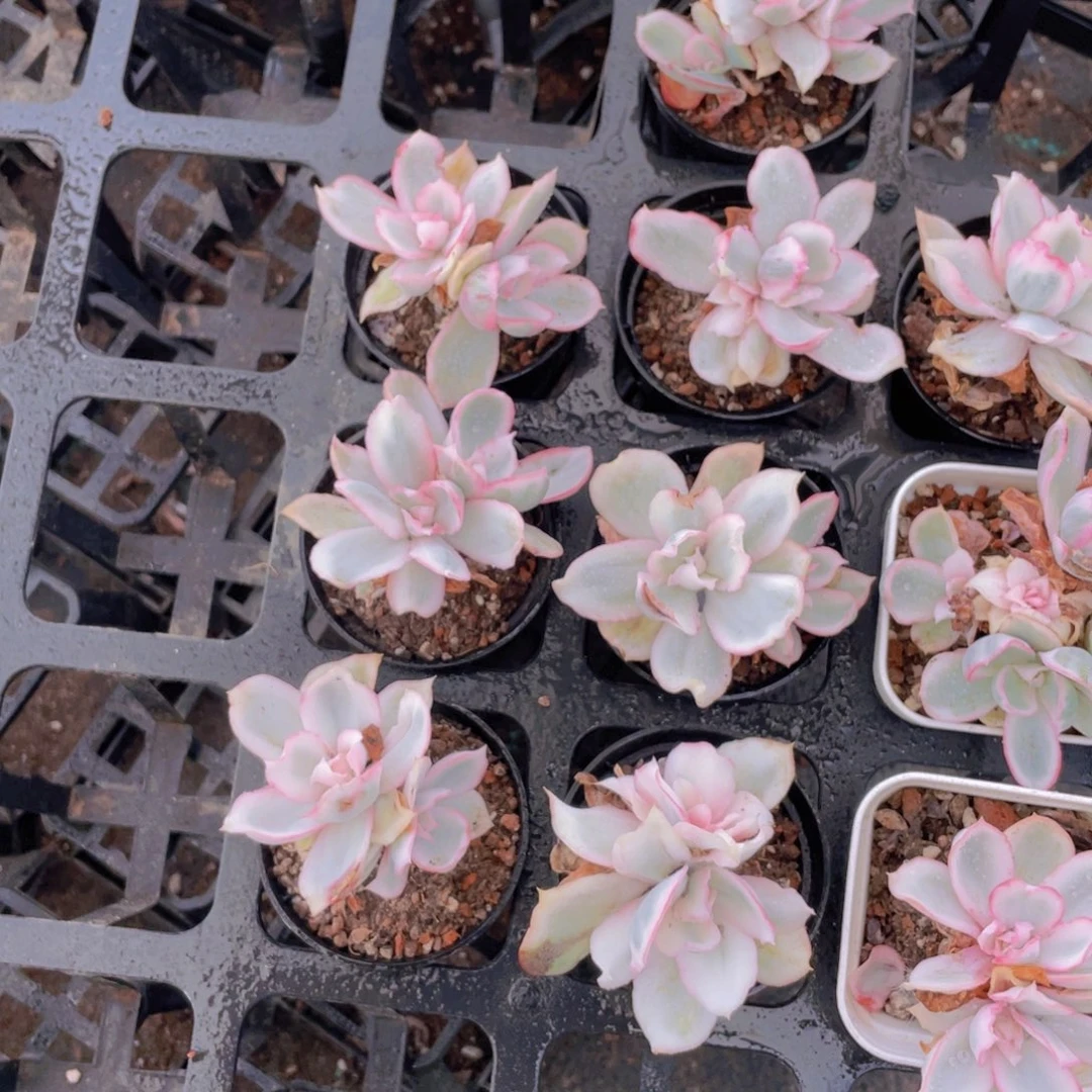 1214号 老桩伯克利锦两个