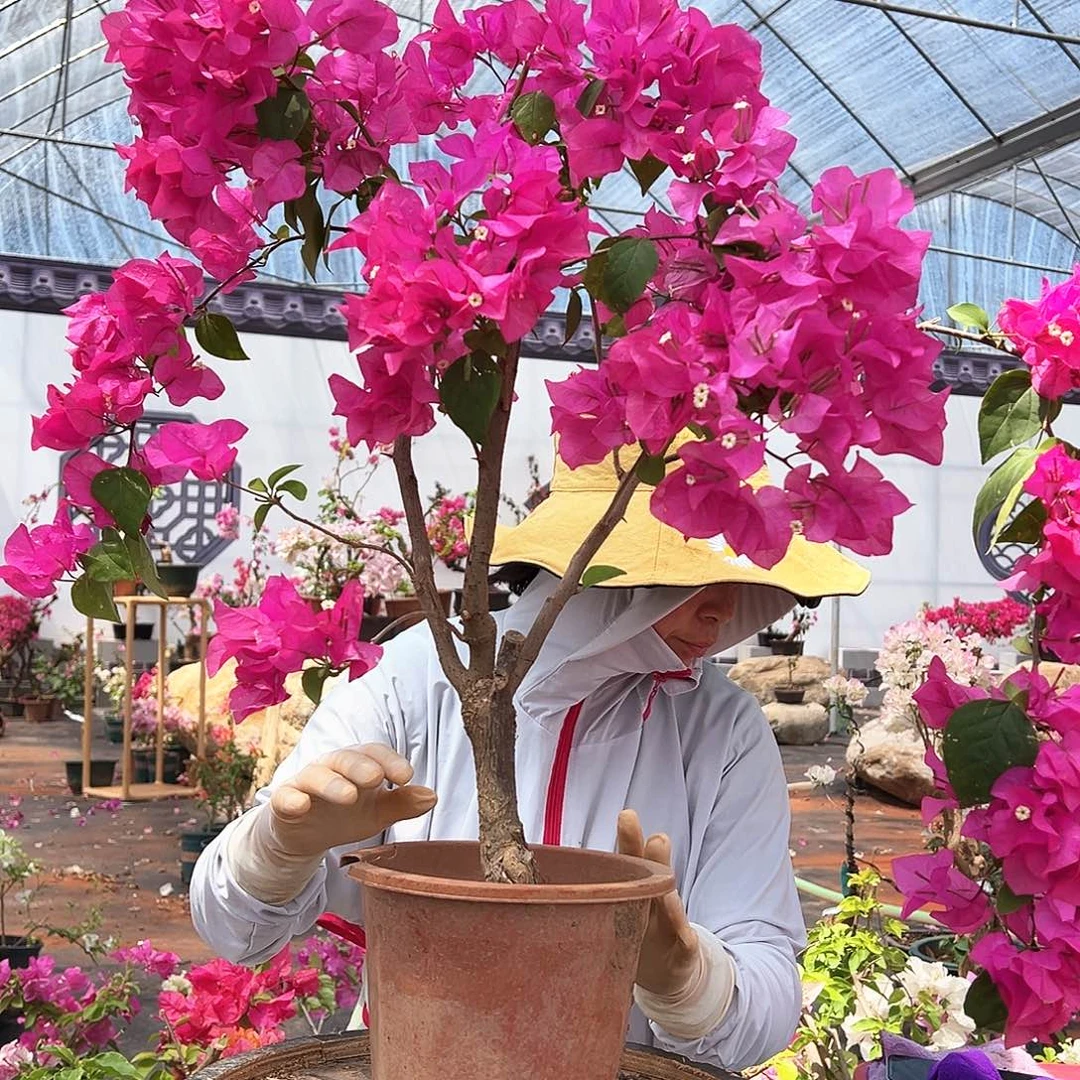 大部分花苞少量开放