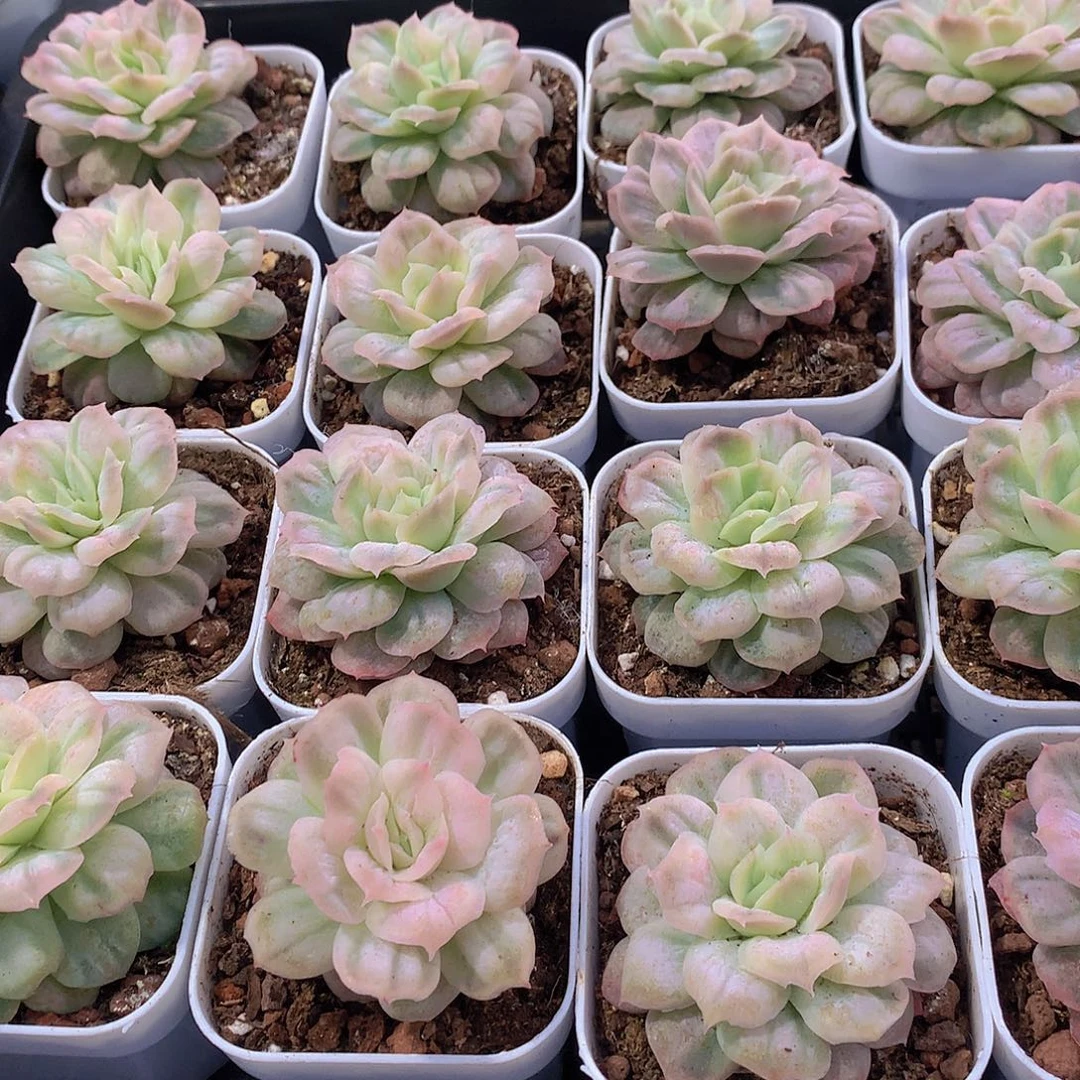 泡泡纱裙3457899990000