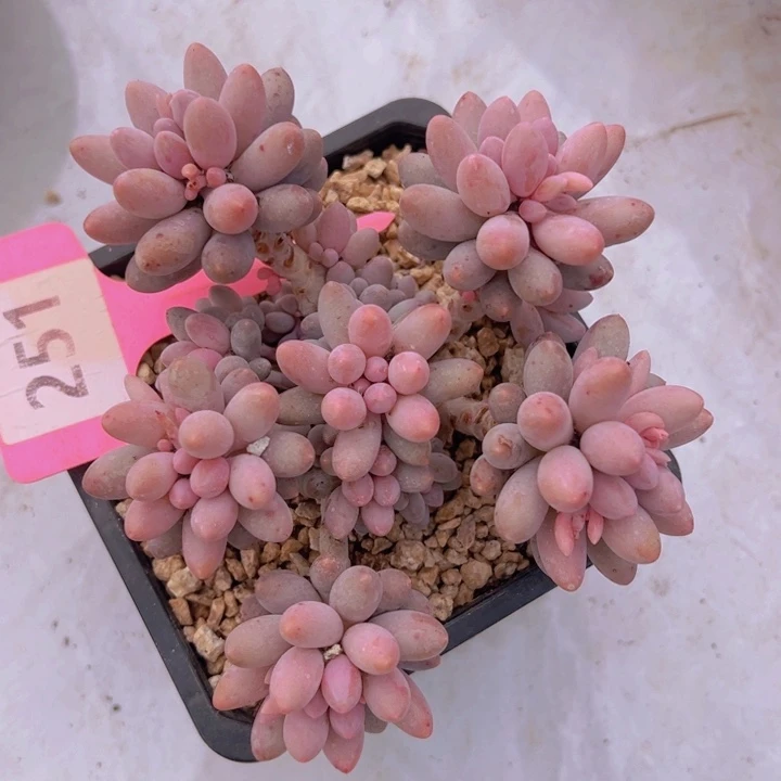 健健康康平平安安