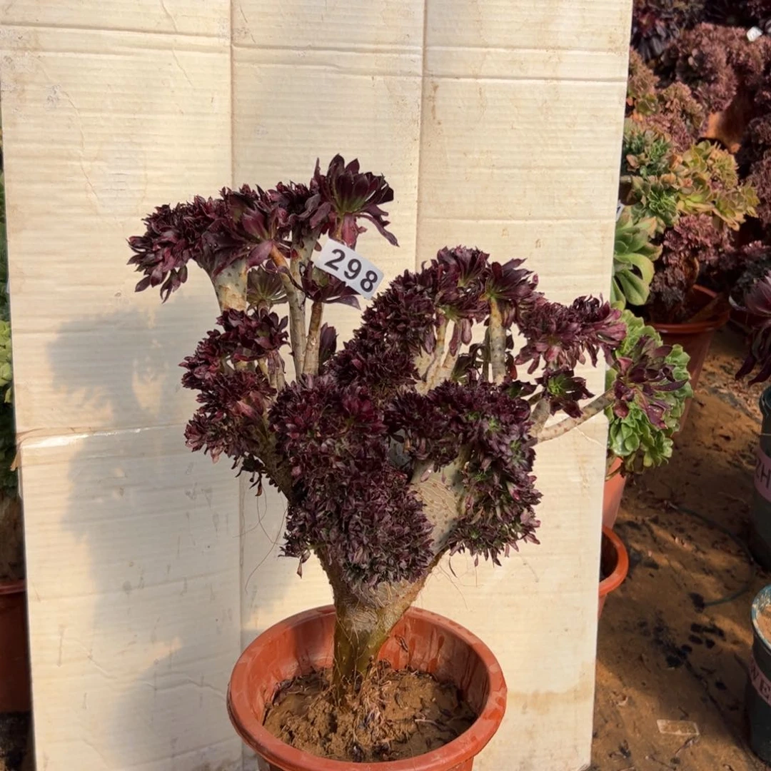 黑缀微瑕疵298高38