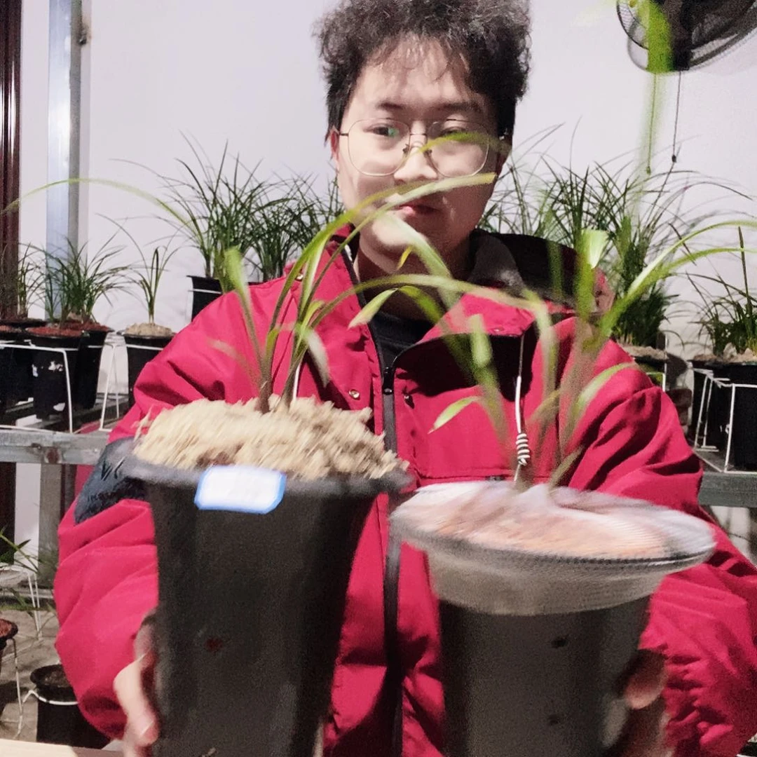 当前无花朵，栽培后可花朵