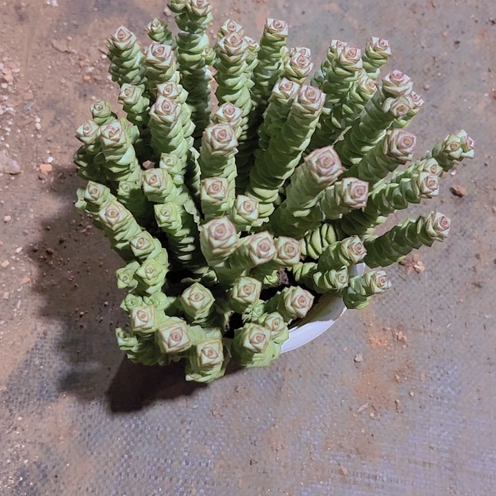 整装钱串160盆一颗