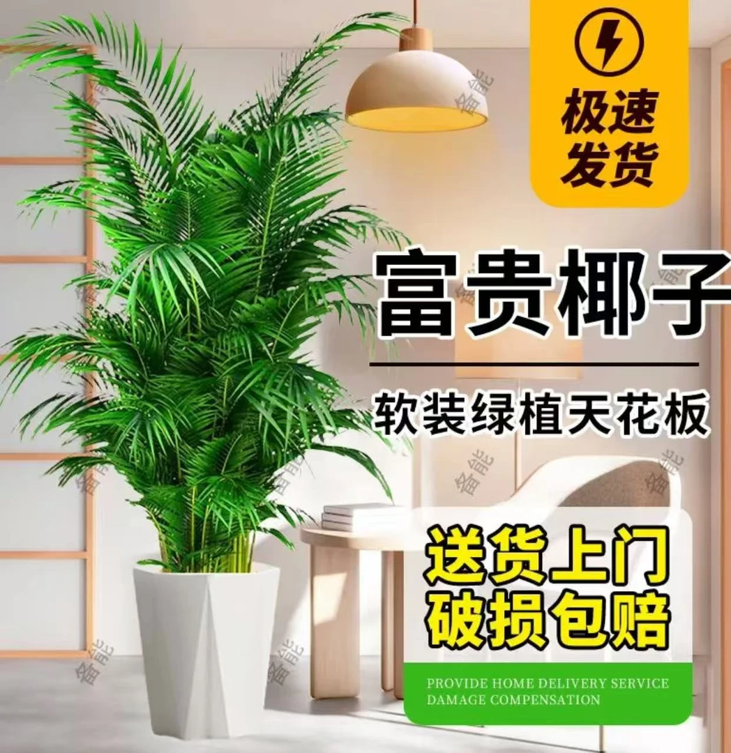 富贵椰子1.4米到1.7米散尾葵顺丰德邦基地发严选发货