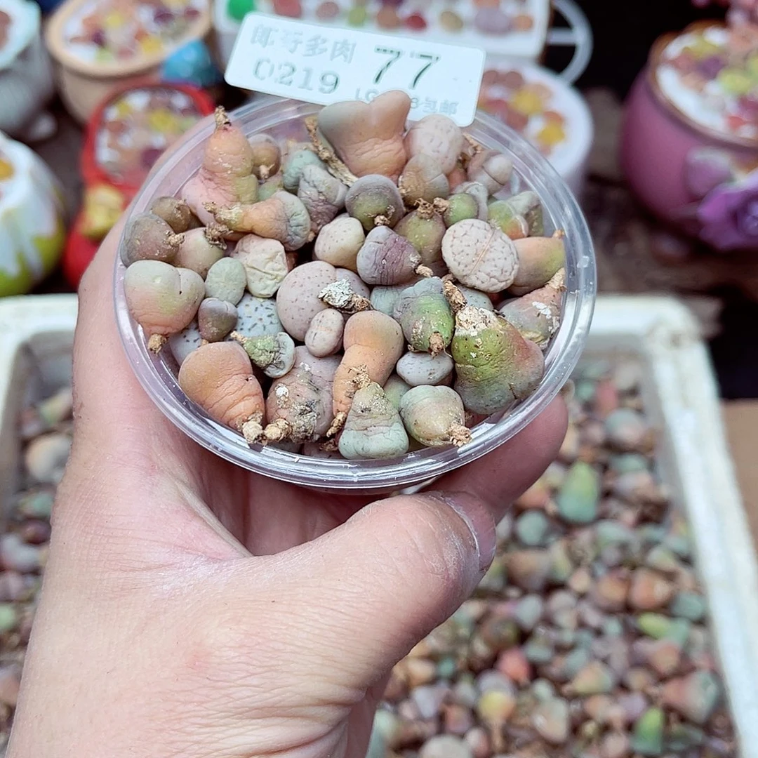 生石花满18包邮19-77