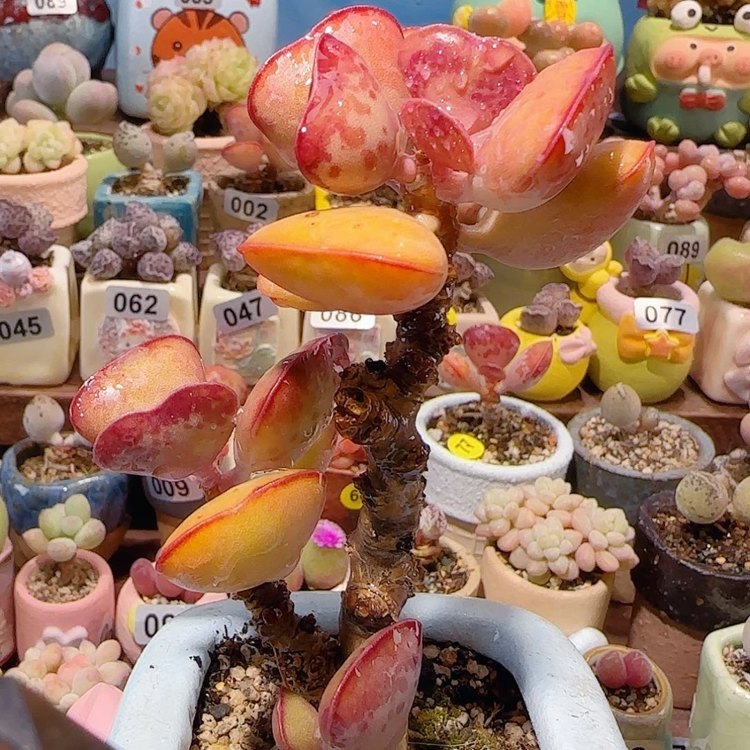 T大老桩爱心水泡盆口6cm