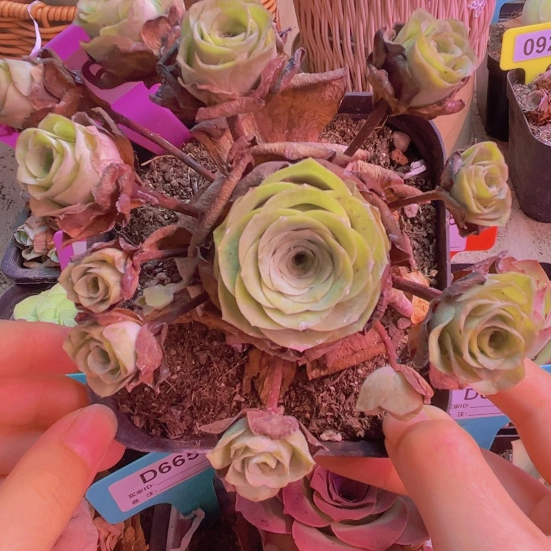 067山地玫瑰绿色