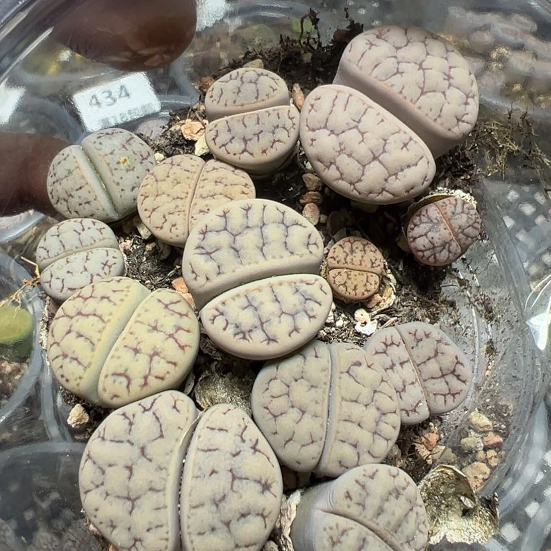 【闪购商品】 435。