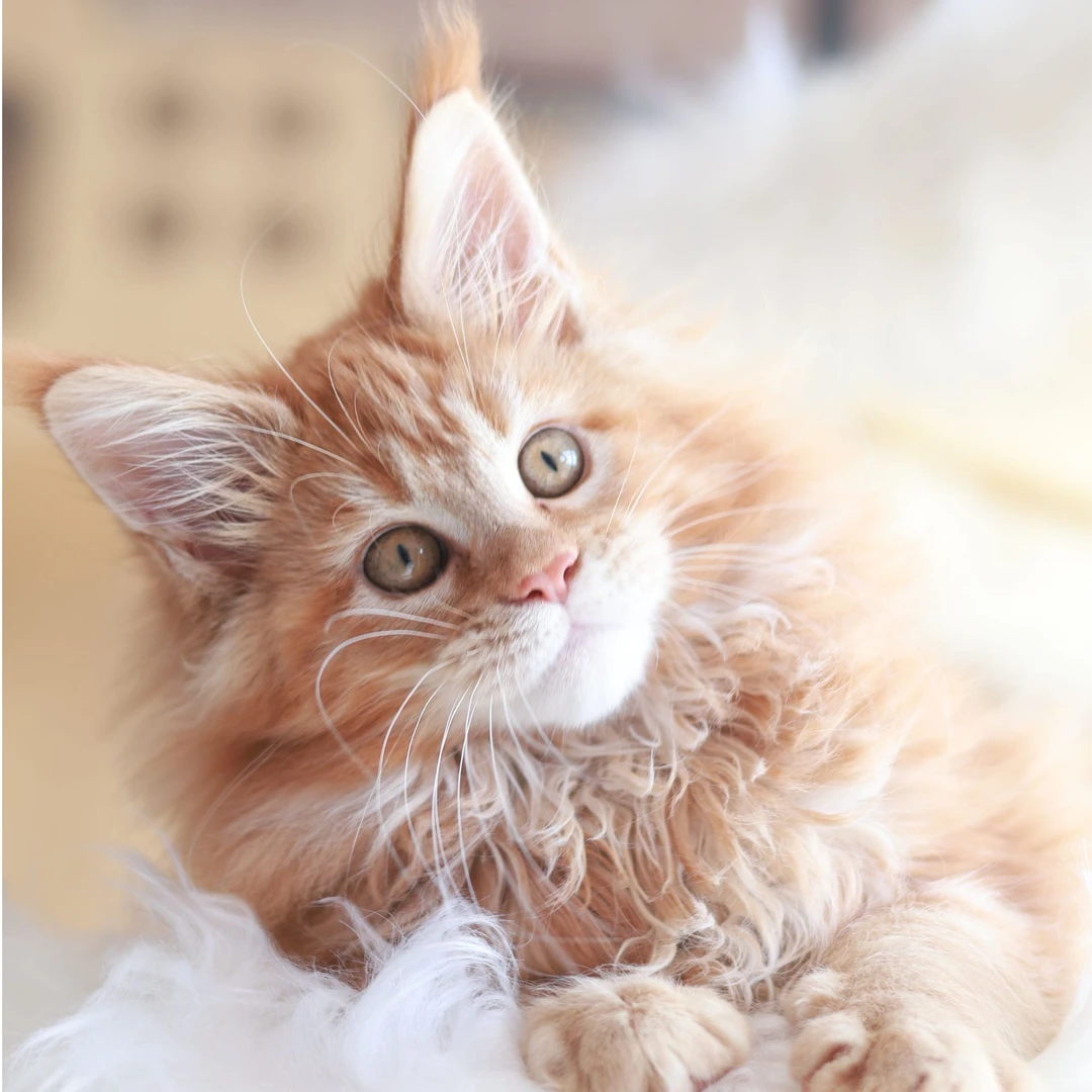 Cat Valley缅因猫 红虎斑妹妹-Kitty B7003