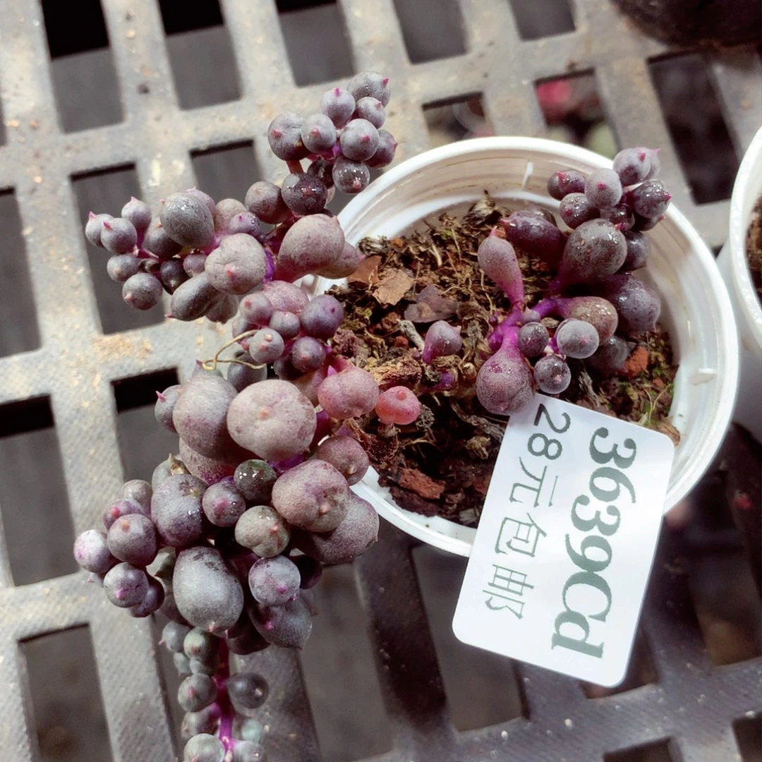 5厘米盆精控多肉3639