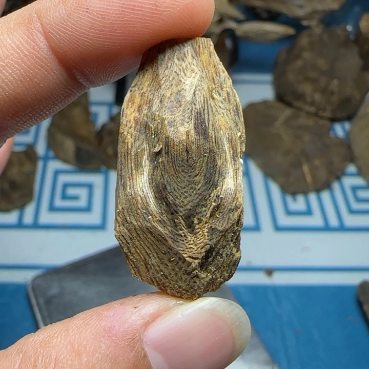 木质沉水母树绿奇陆河包头4克