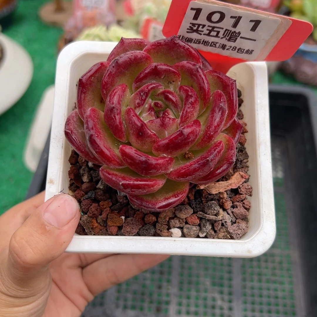 表妹精品多肉1011.