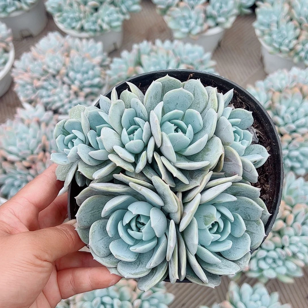 劳林自然群，多肉植物