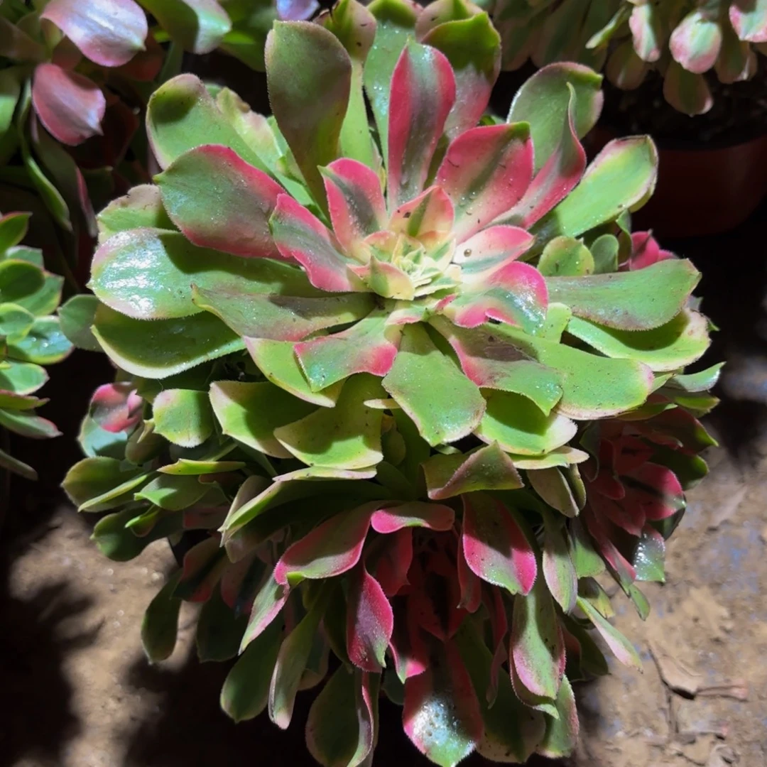 香妃木质老桩9.9法师木质