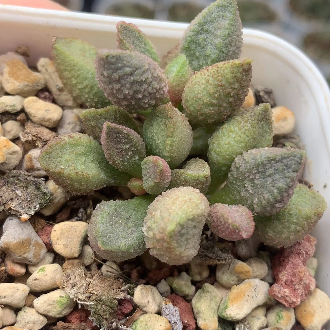 暗恋粉沙 一物一拍