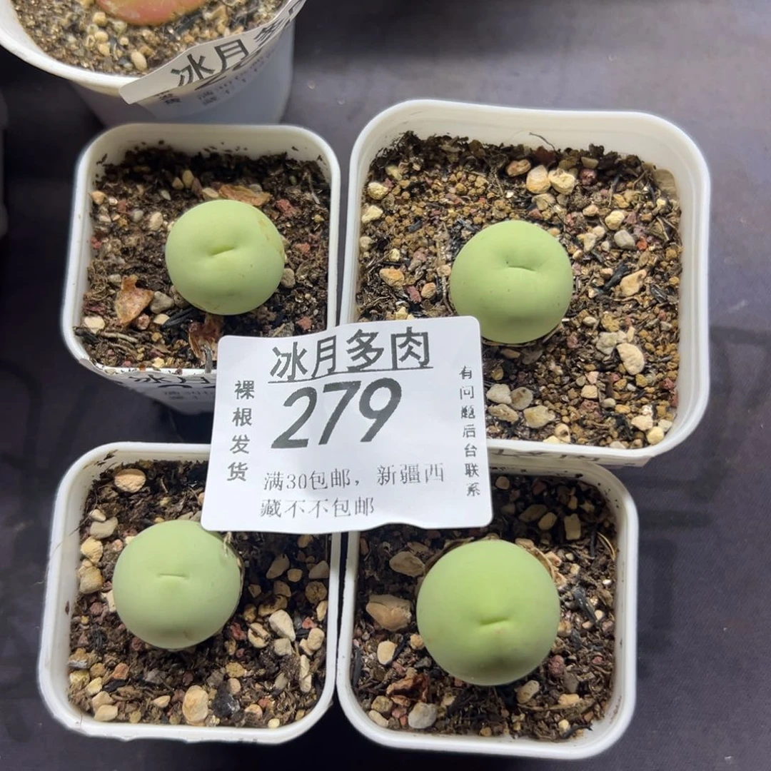 279鸽子蛋带盆土发货4颗