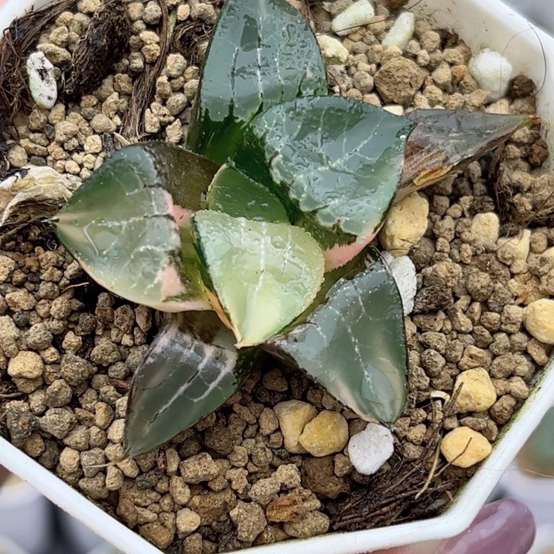 10龙禧克锦福利专场