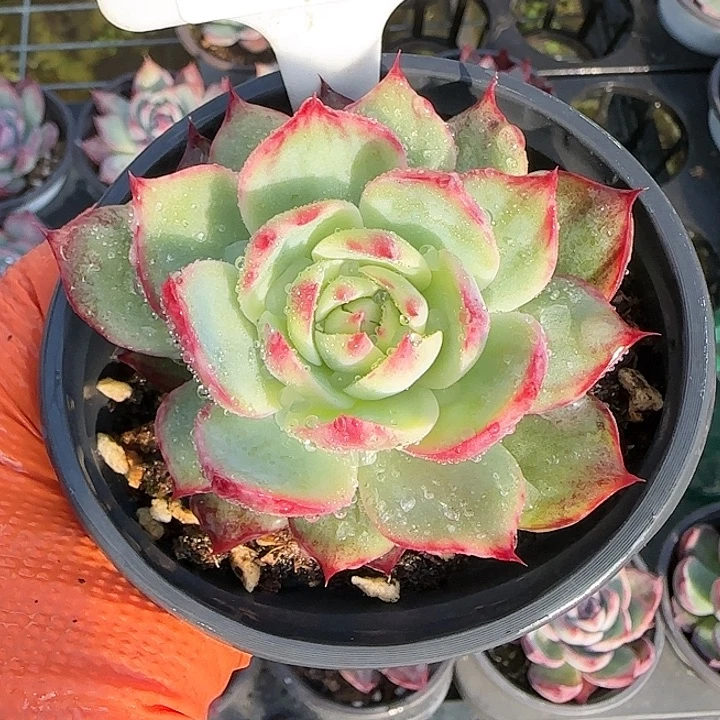 138 惊鸿仙子多肉植物6-9cm