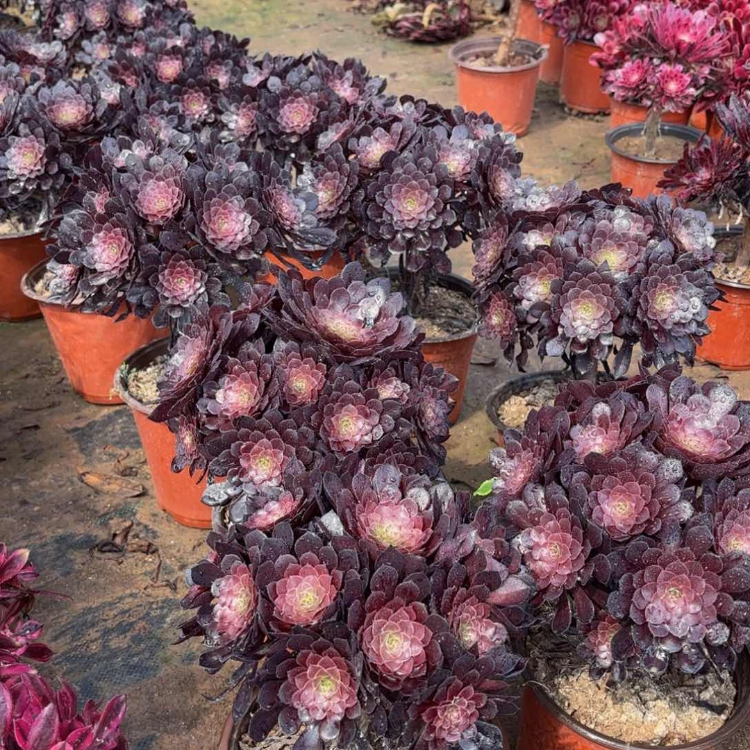 黑铜壶绣球9.9法师多肉嫩