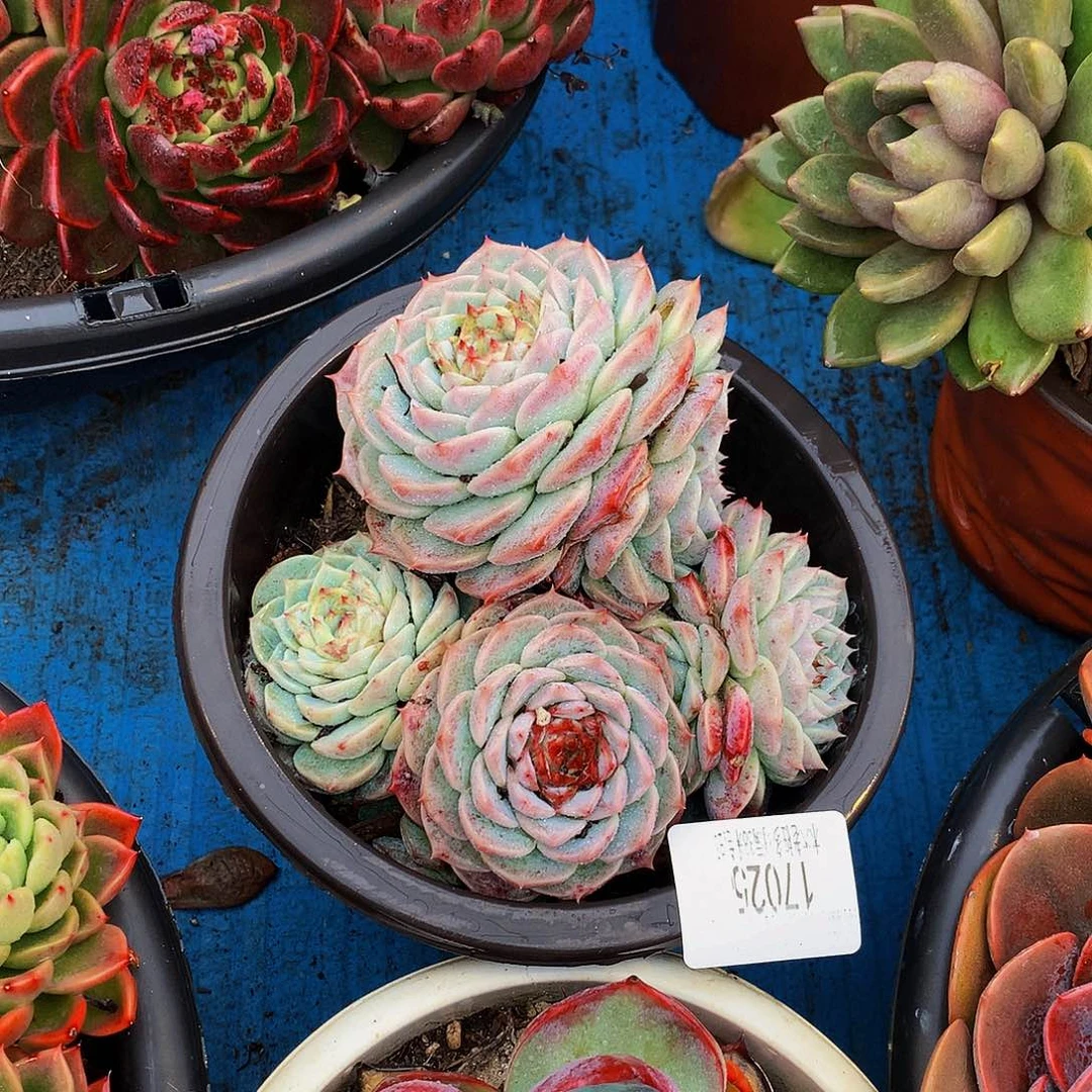 玉***心   天鹅绒多肉17025