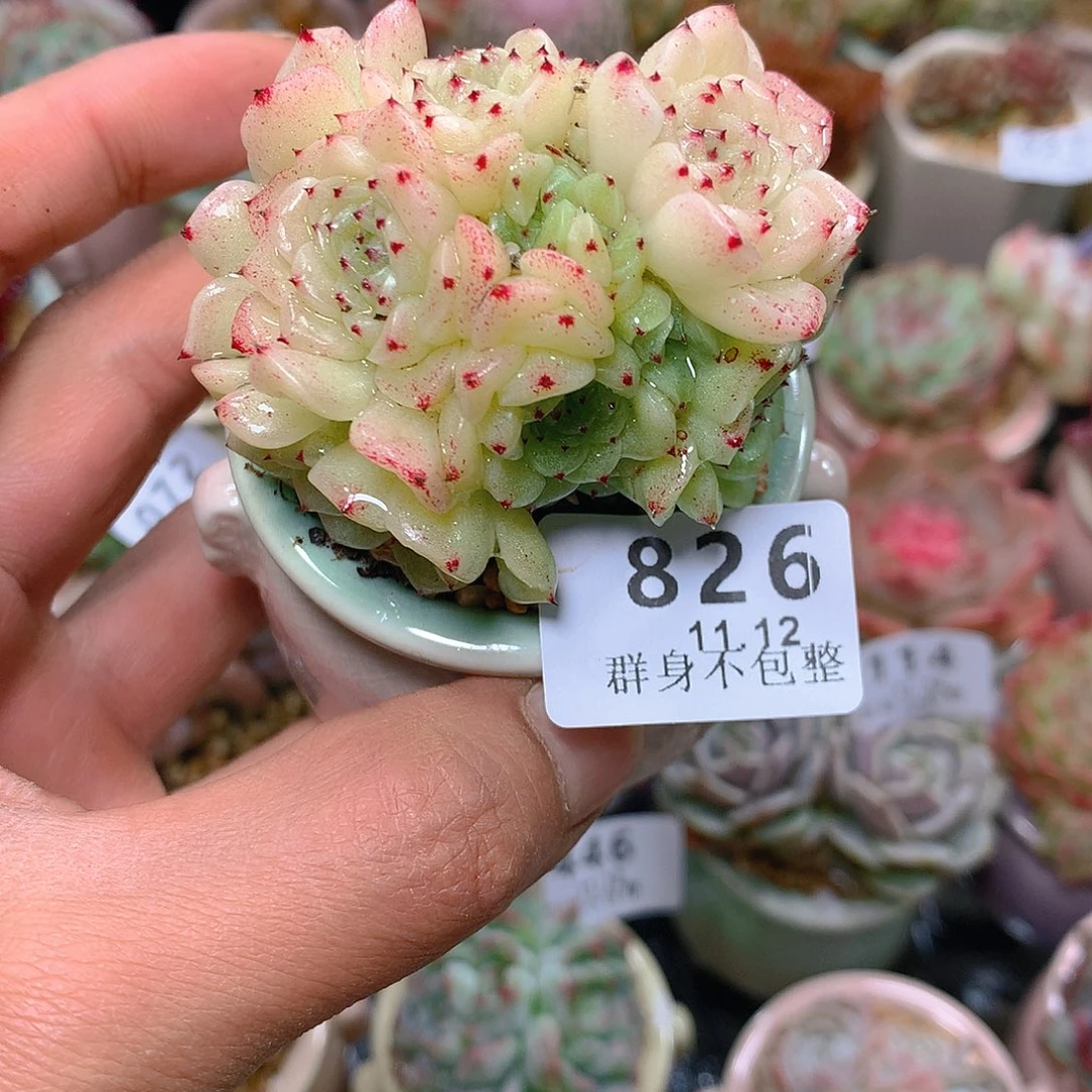 精控拇指盆11.12826